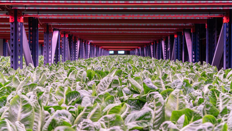 ekologia glod na swiecie